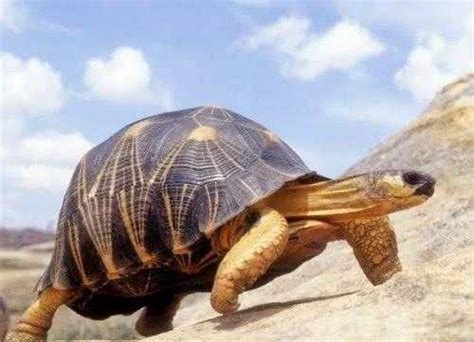 烏龜為什麼長壽 淺意思